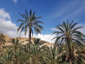 Tozeur El oasis Tunez